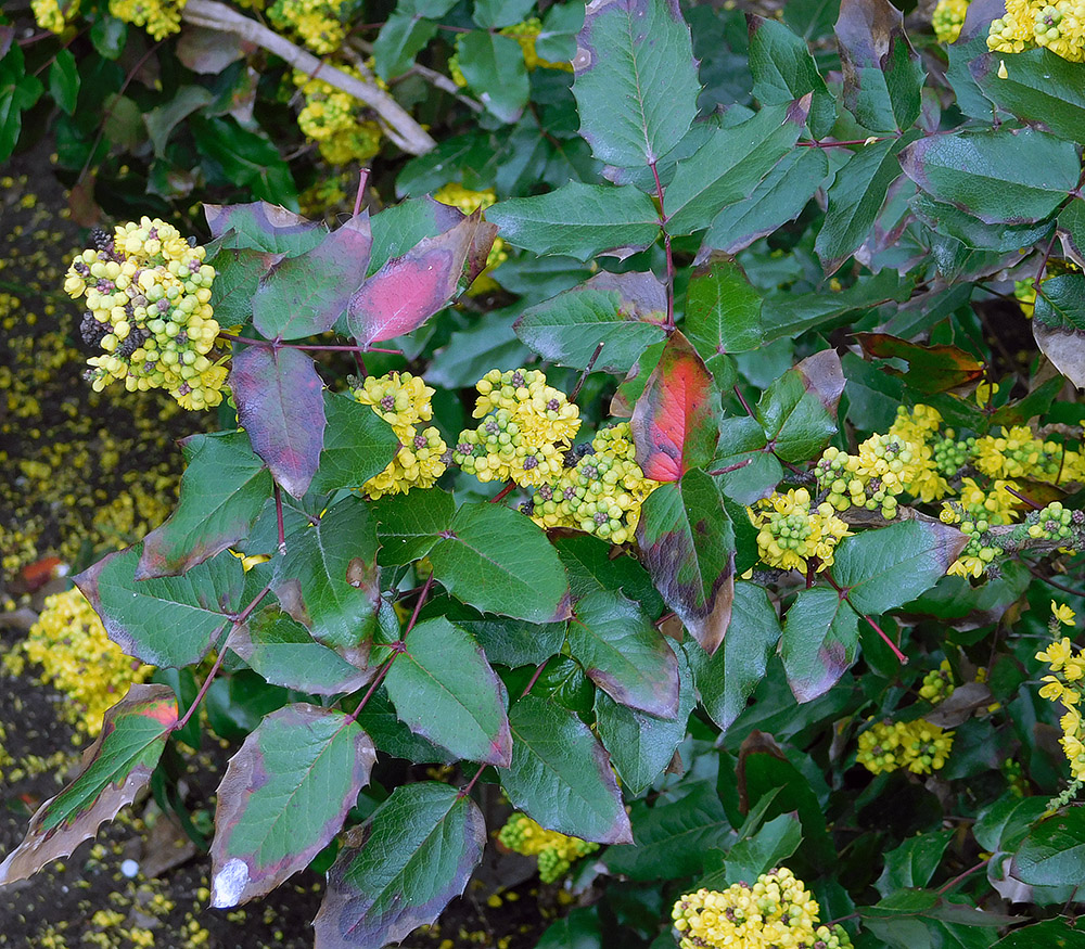 Image of Mahonia aquifolium specimen.