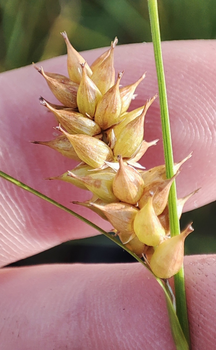 Image of Carex vesicaria specimen.