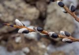 View full-size image genus Salix