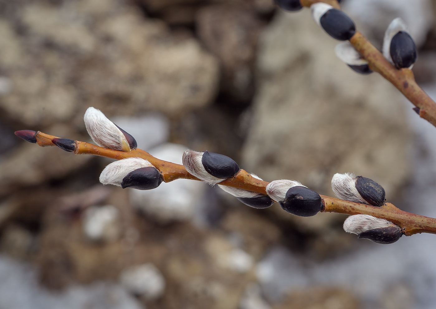 Image of genus Salix specimen.