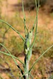 Смотреть изображение Tragopogon dubius подвид desertorum