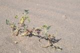 Смотреть изображение род Astragalus