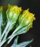 Смотреть изображение Ajania pallasiana