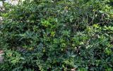 View full-size image Pittosporum tobira