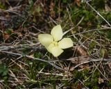 View full-size image Gentiana oschtenica