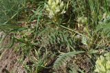 View full-size image Astragalus resupinatus