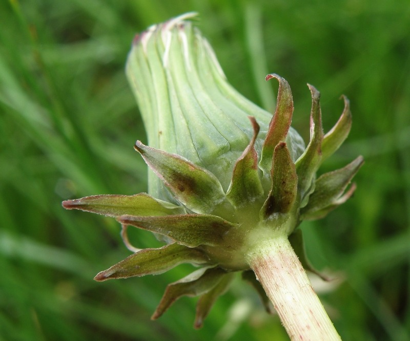 Image of genus Taraxacum specimen.