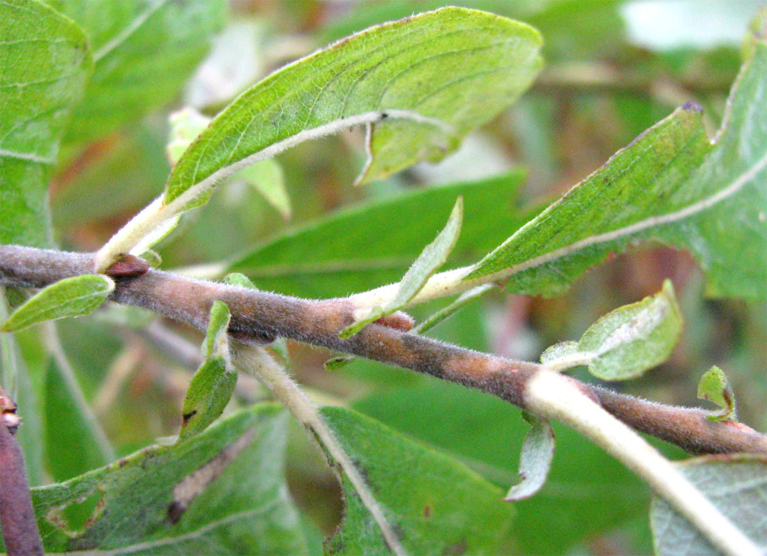 Image of Salix cinerea specimen.