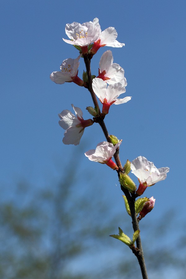 Image of Cerasus tomentosa specimen.