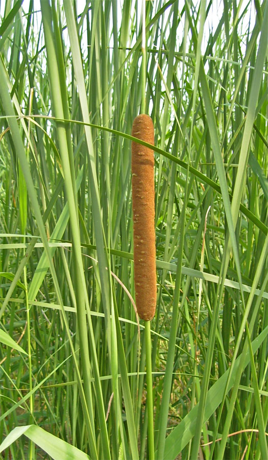 Изображение особи Typha angustifolia.