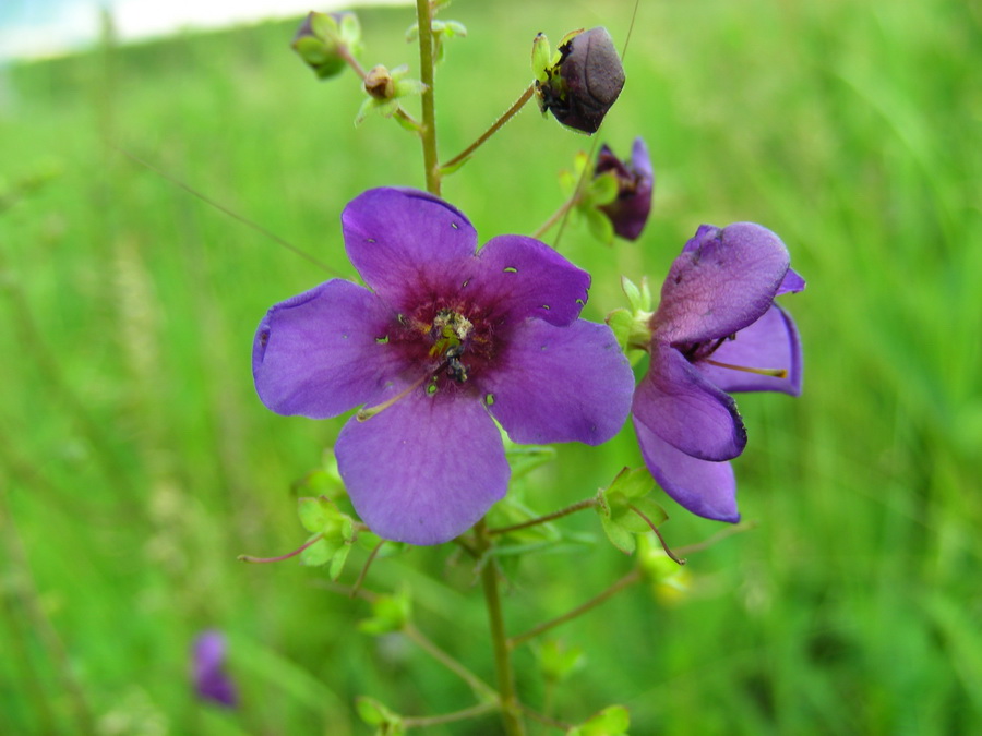 Image of Verbascum phoeniceum specimen.