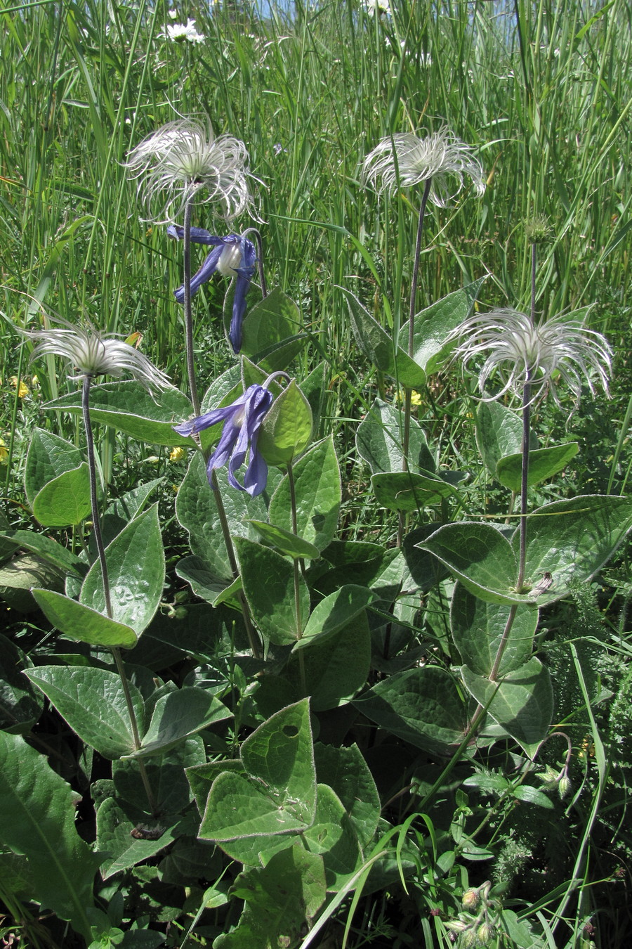 Image of Clematis integrifolia specimen.