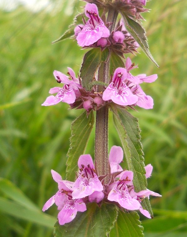 Изображение особи Stachys palustris.