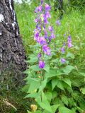 Campanula rapunculoides