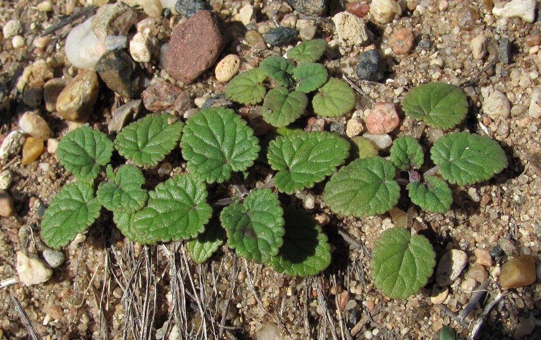 Image of Dracocephalum thymiflorum specimen.