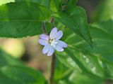 Epilobium montanum