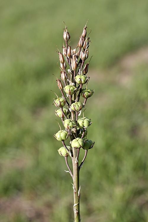 Image of Eremurus comosus specimen.