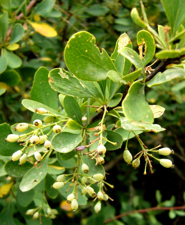 Image of Berberis turcomanica specimen.