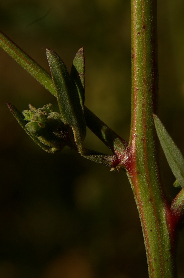 Image of Atriplex patula specimen.