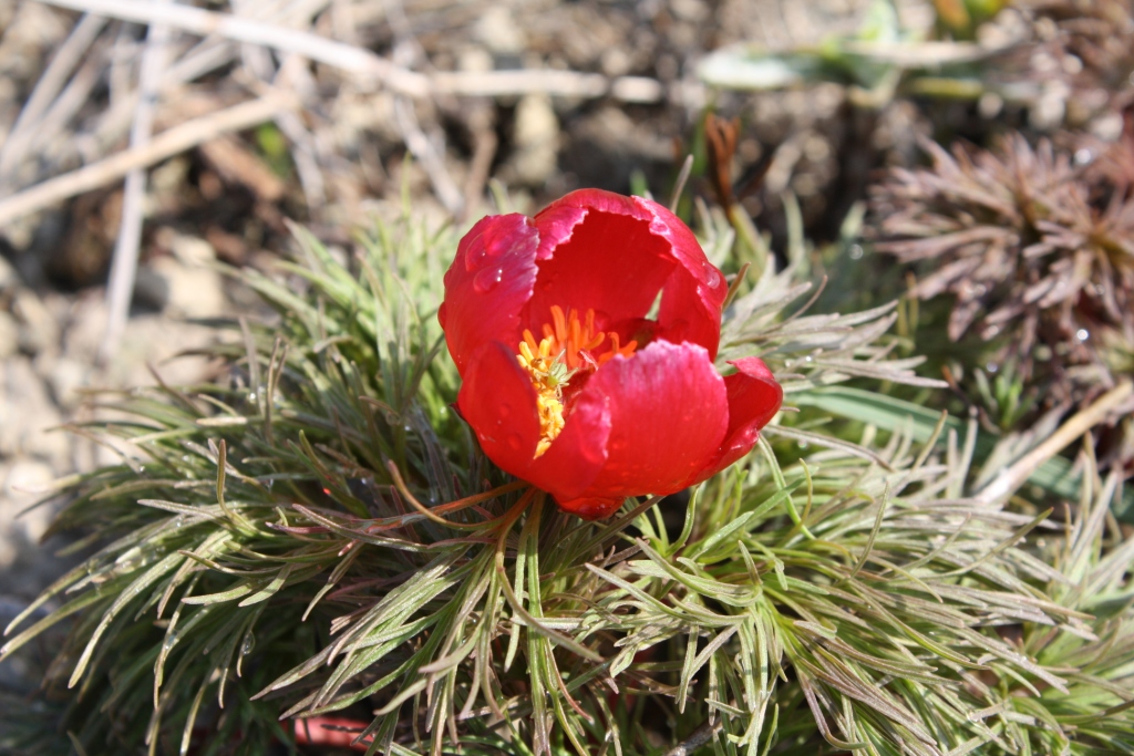 Image of Paeonia tenuifolia specimen.