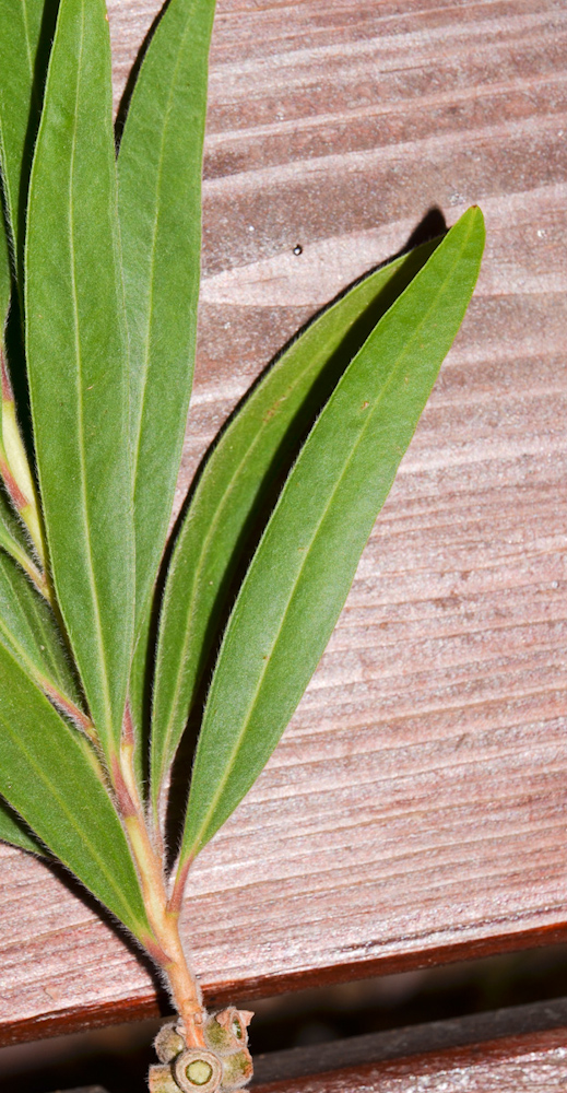 Image of Callistemon phoeniceus specimen.