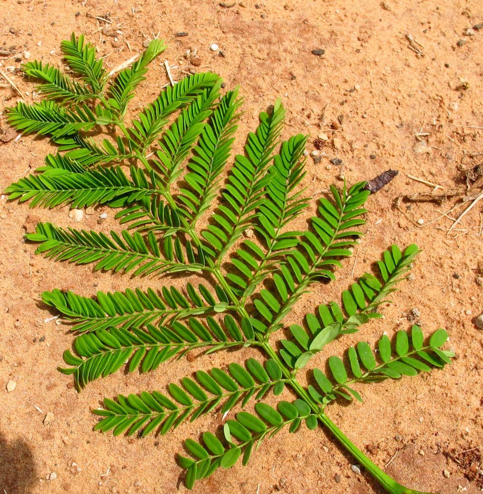 Image of Delonix regia specimen.