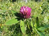 Trifolium medium. Соцветие и листья. Московская обл., пойма р. Русса. 30.06.2012.