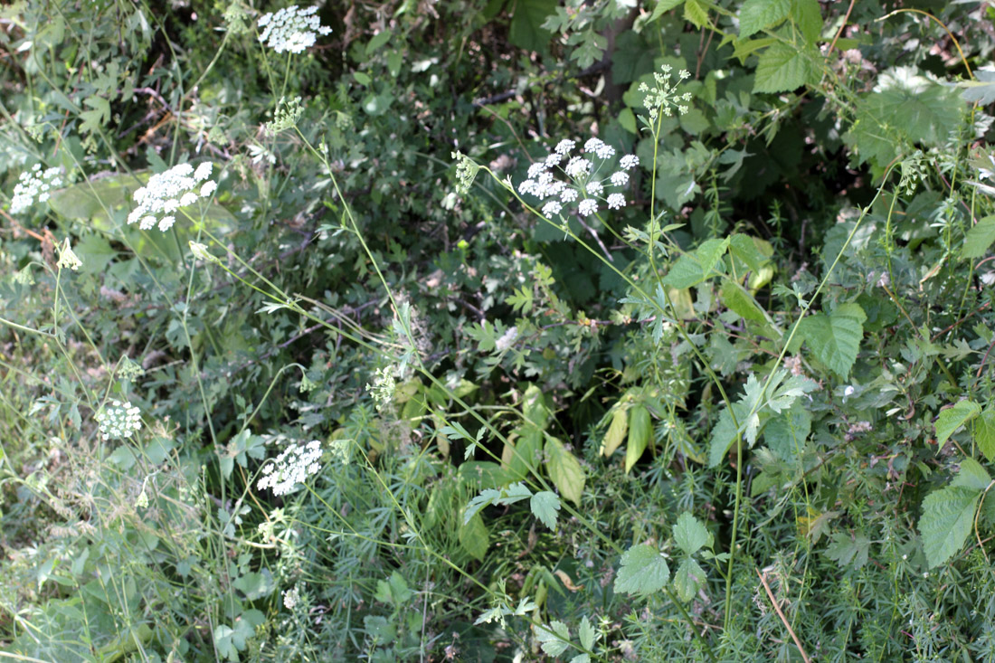 Image of Pimpinella peregrina specimen.