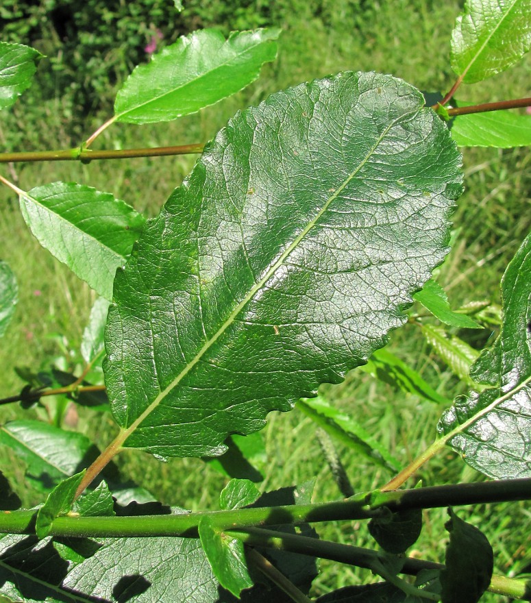 Image of Salix &times; tetrapla specimen.