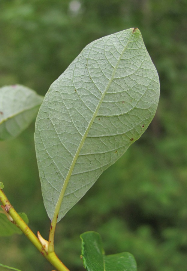 Image of Salix starkeana specimen.