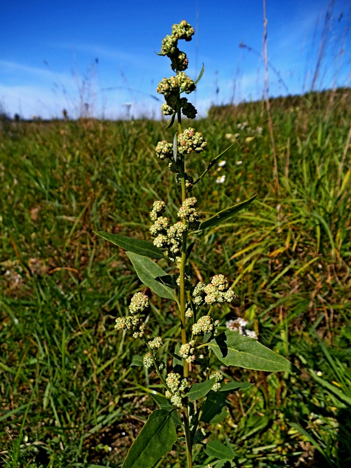 Изображение особи Chenopodium album.