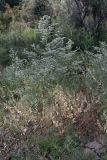 Limonium otolepis. Расцветающее растение. Южный Казахстан, правобережье Сыр-Дарьи выше устья Арыси. 26.05.2012.
