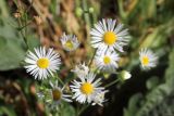 Erigeron annuus