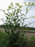 Bunias orientalis. Цветущее растение на обочине дороги. Подмосковье, окр. г. Кубинка. 28.05.2012.