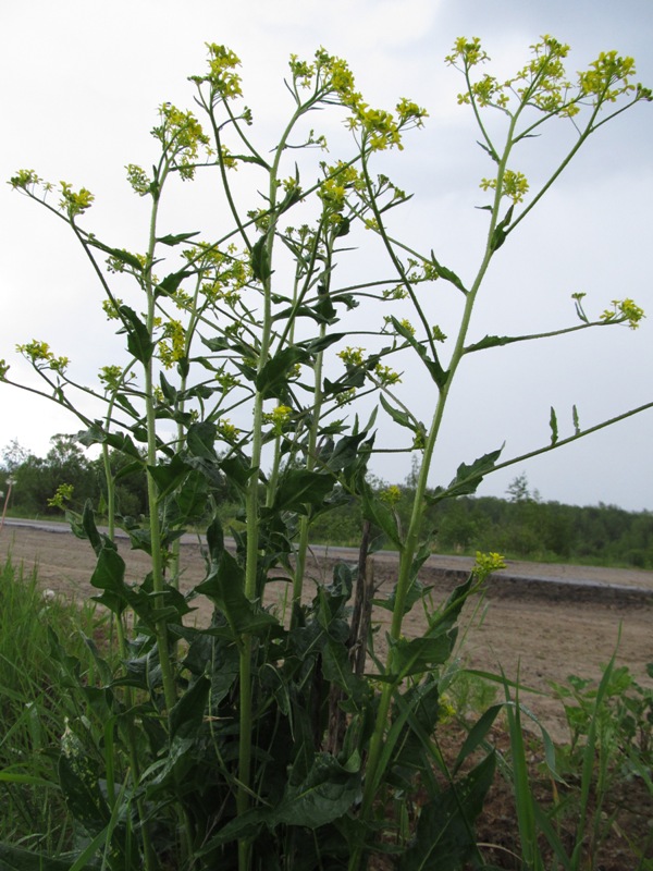 Image of Bunias orientalis specimen.