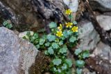 Saxifraga cymbalaria