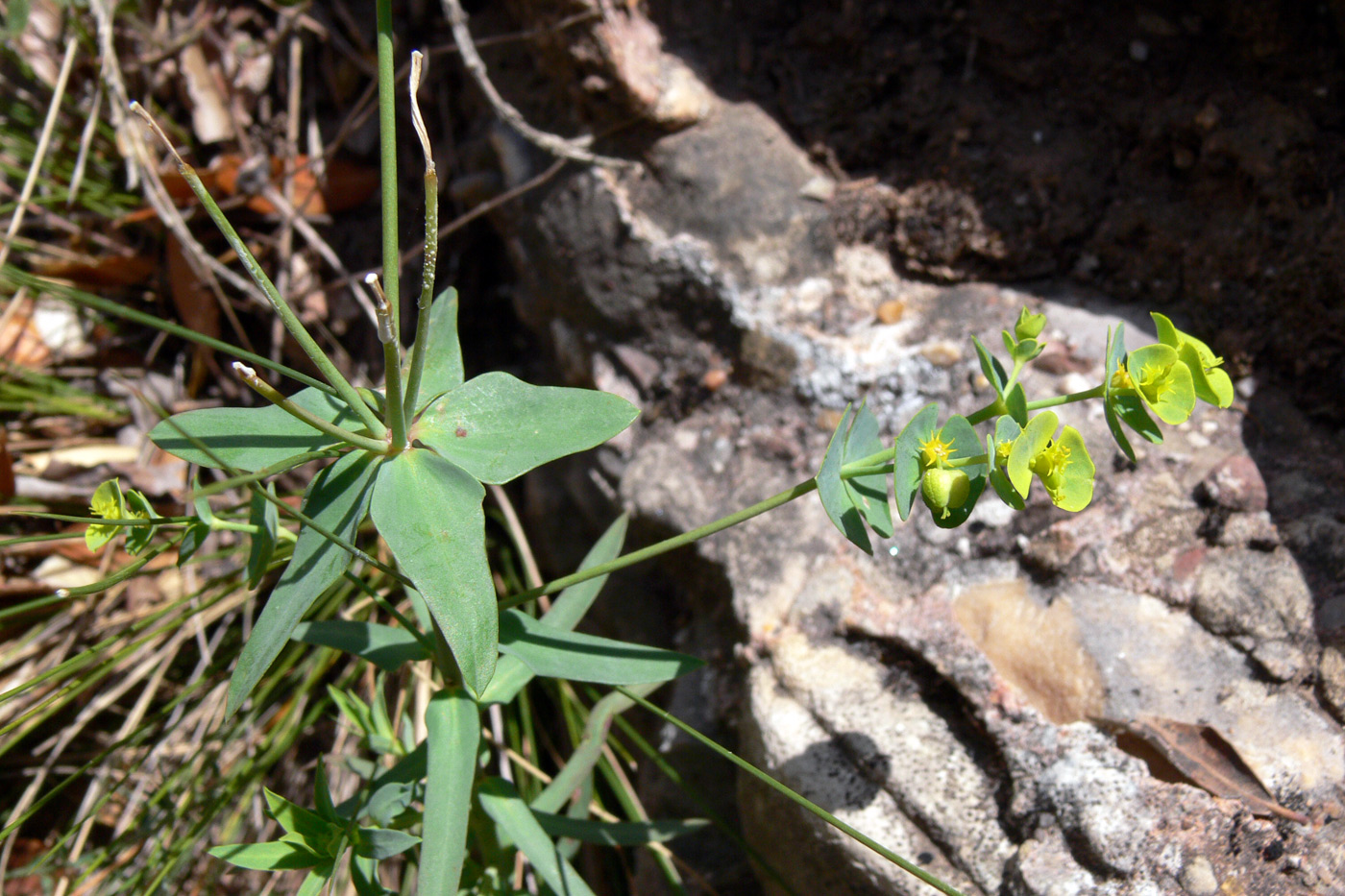 Image of Euphorbia terracina specimen.