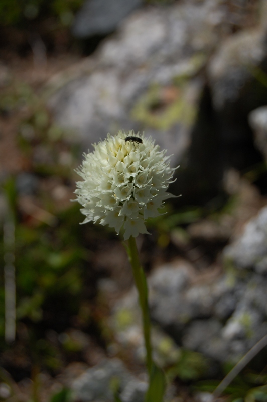 Image of Traunsteinera sphaerica specimen.