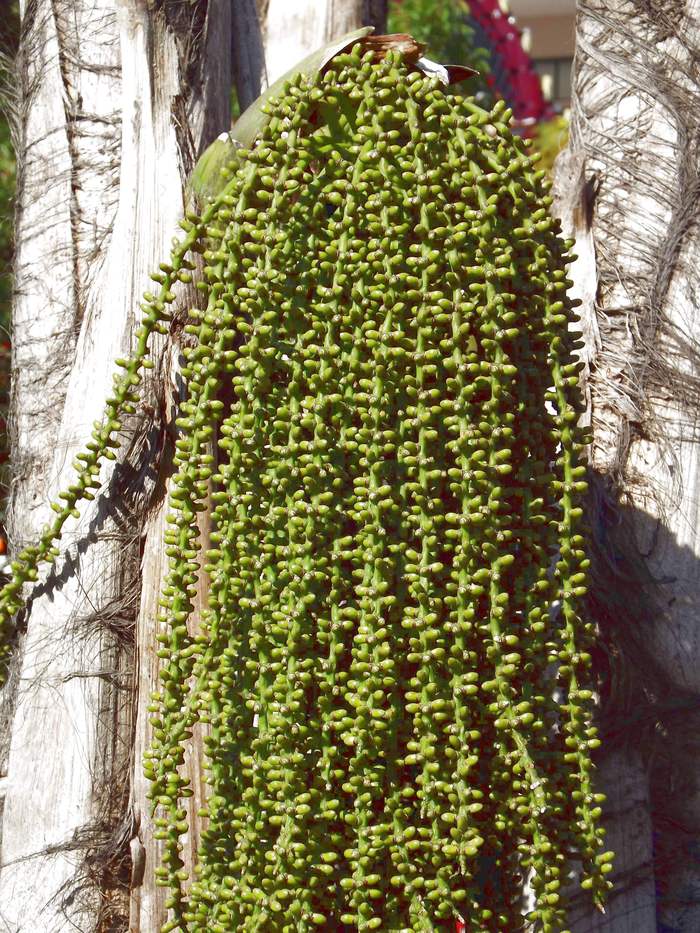 Image of genus Caryota specimen.