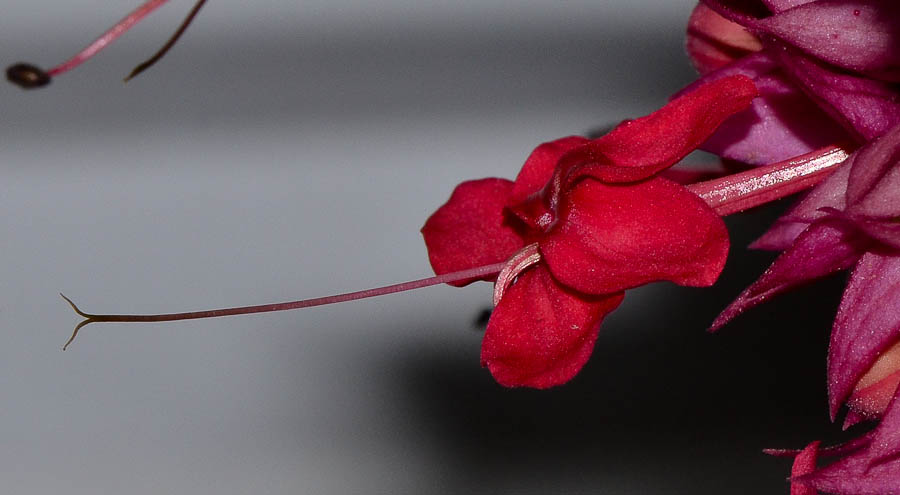 Image of Clerodendrum splendens specimen.