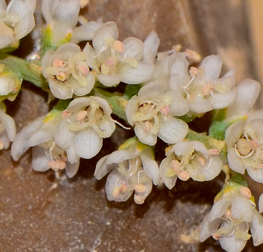 Изображение особи Tamarix nilotica.