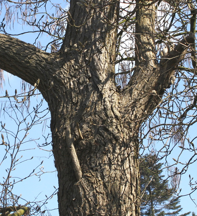 Image of Catalpa bignonioides specimen.