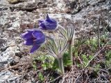 Pulsatilla taurica