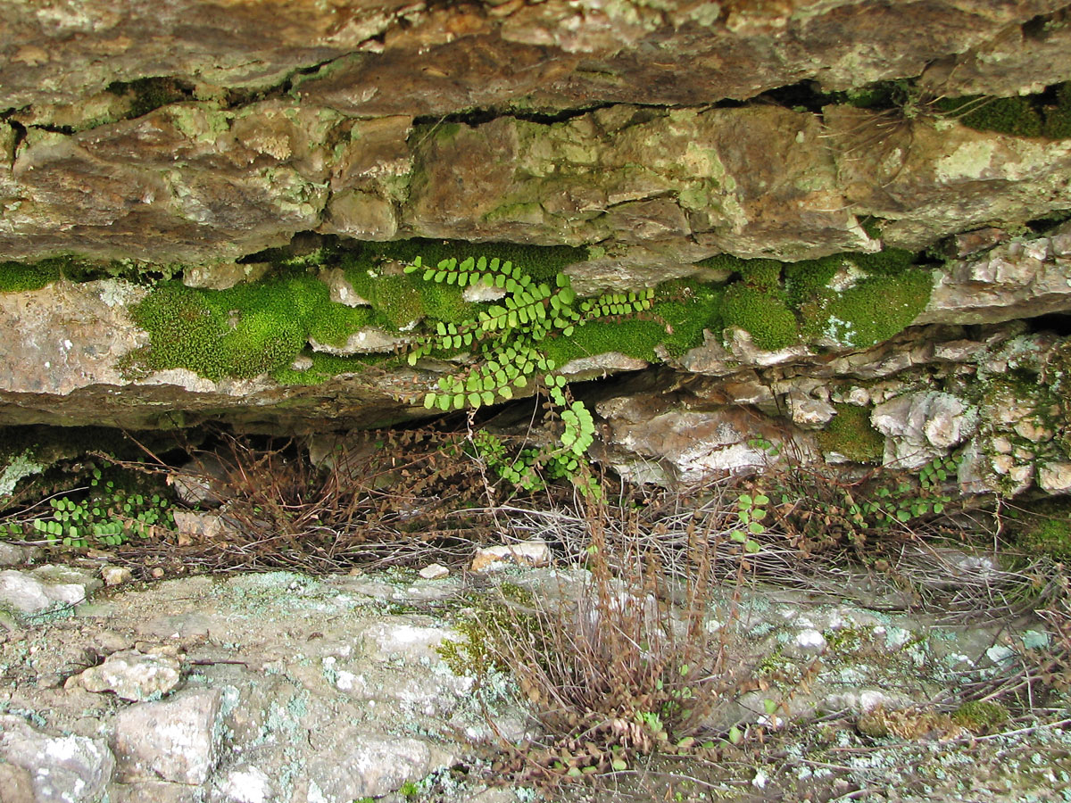 Изображение особи Asplenium trichomanes.