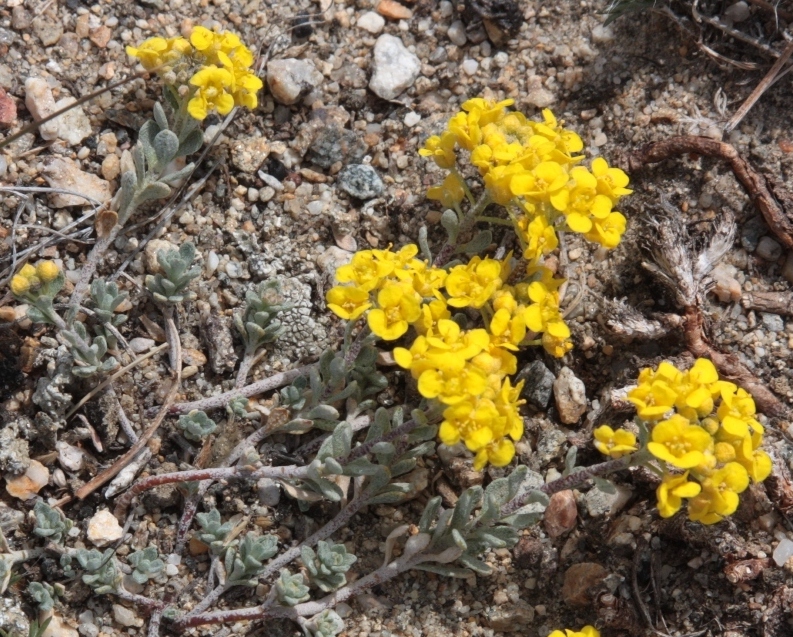 Image of Odontarrhena obovata specimen.