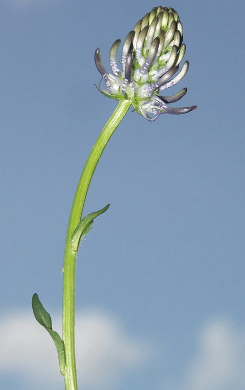 Изображение особи Phyteuma nigrum.