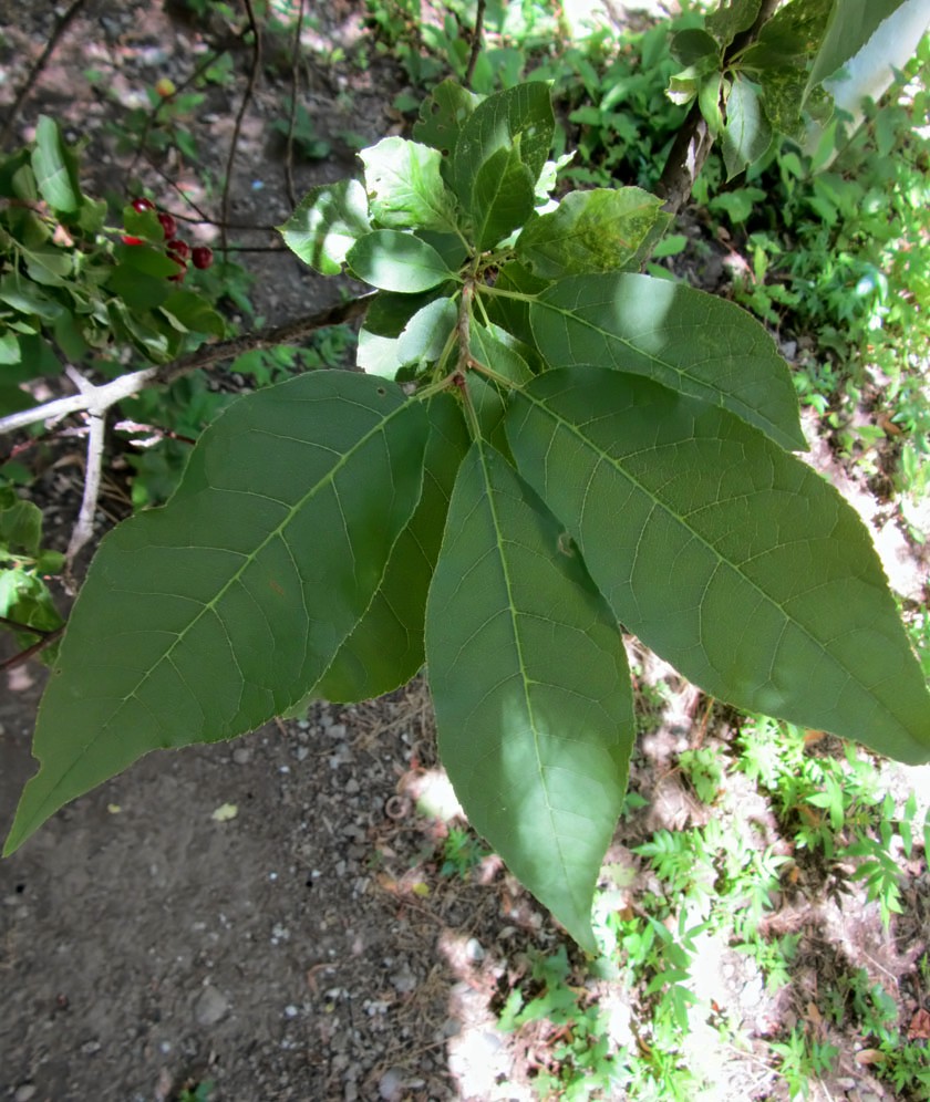 Image of Padus virginiana specimen.