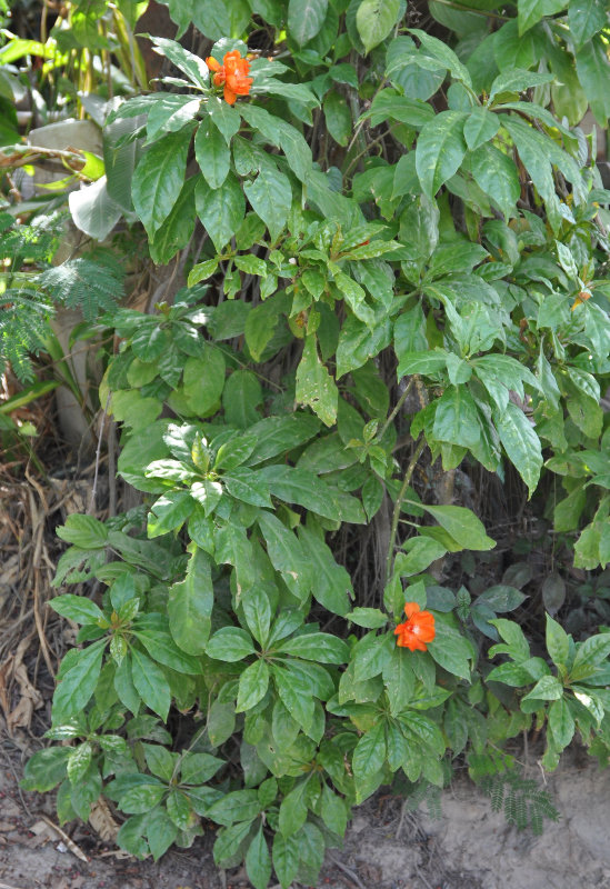 Image of Pereskia bleo specimen.