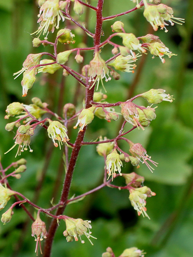 Изображение особи род Heuchera.