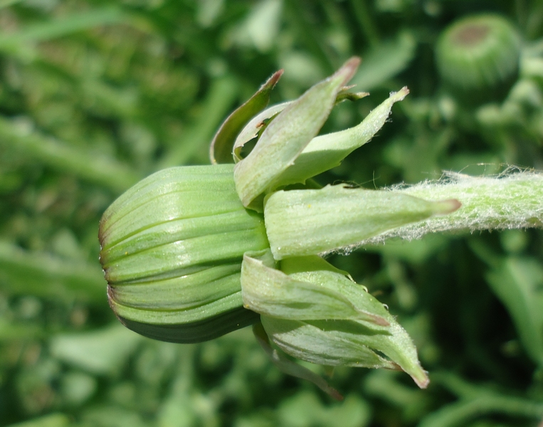 Image of genus Taraxacum specimen.